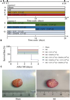 Optimal treatment for post-MI heart failure in rats: dapagliflozin first, adding sacubitril-valsartan 2 weeks later